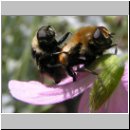 Merodon equestris - Narzissenschwebfliege 01.jpg